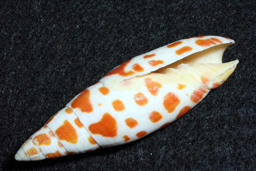 a rare junonia shell