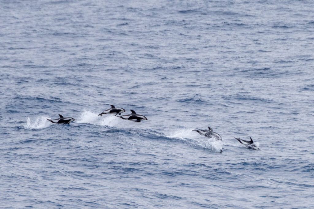a pod of hourglass dolphins swimming in the ocean