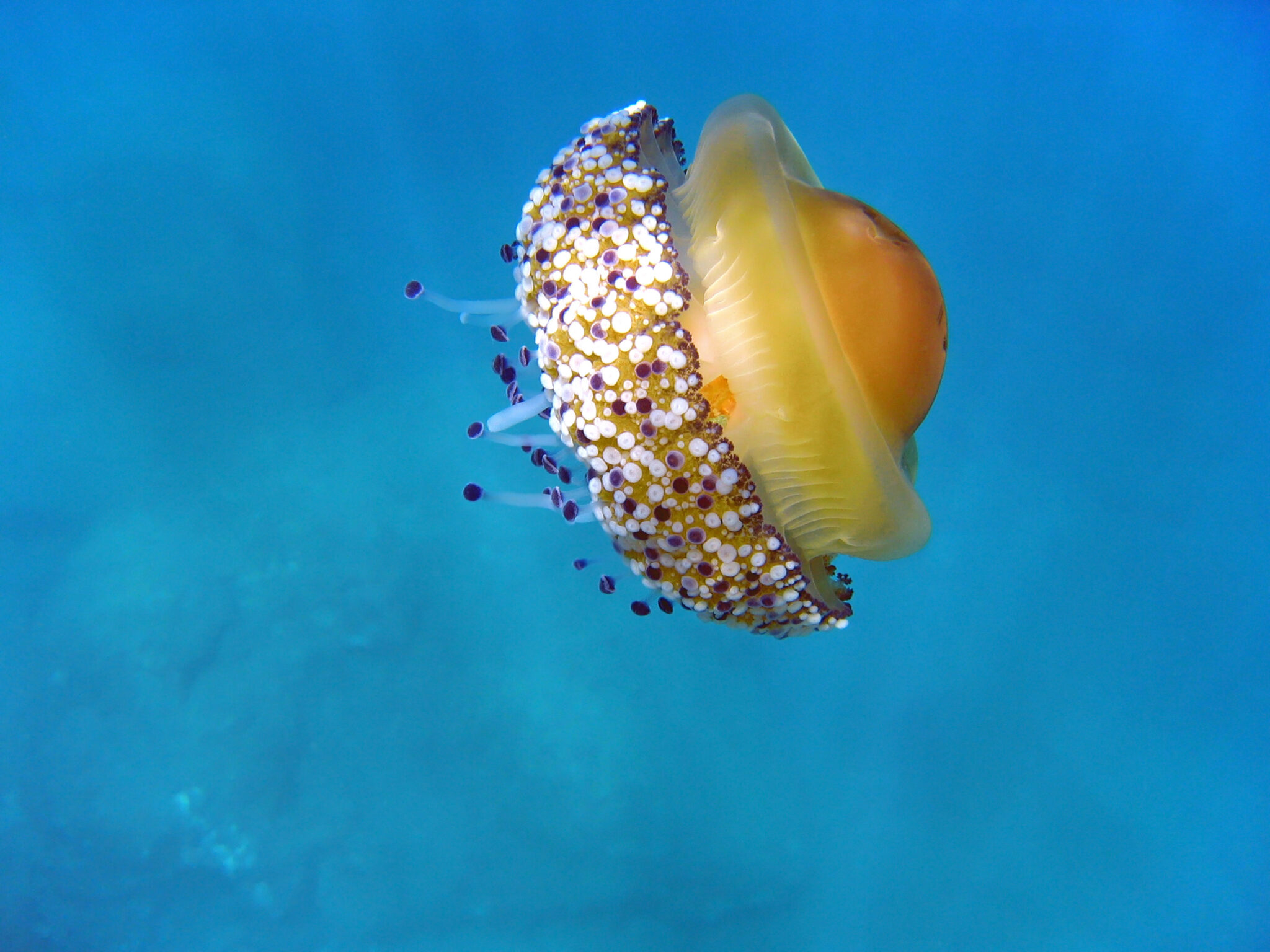 Phacellophora-camtschatica-2048x1536.jpeg
