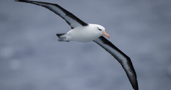 an albatross in flight