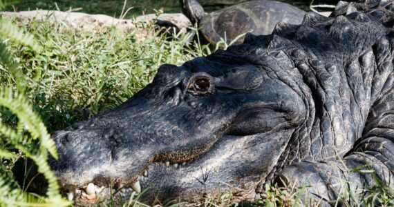 an alligator on land