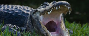 a gator laying in the grass with its mouth open