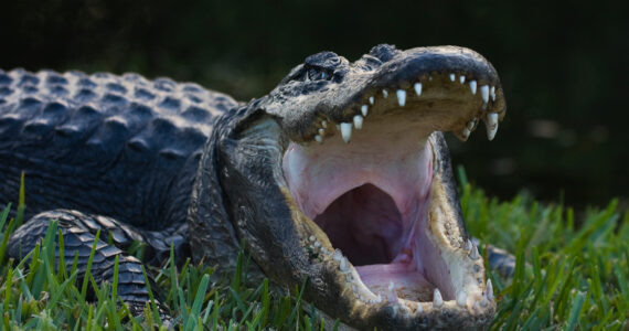 a gator laying in the grass with its mouth open