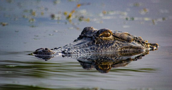 an alligator's head poking up above the surface of the water