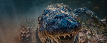 an american crocodile underwater close up