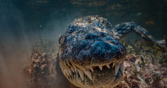 an american crocodile underwater close up