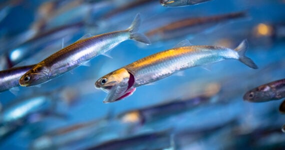an up close shot of anchovies swimming underwater