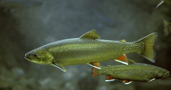 arctic char swimming underwater