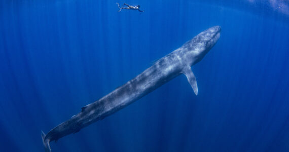 a diver and a blue whale swimming in the ocean