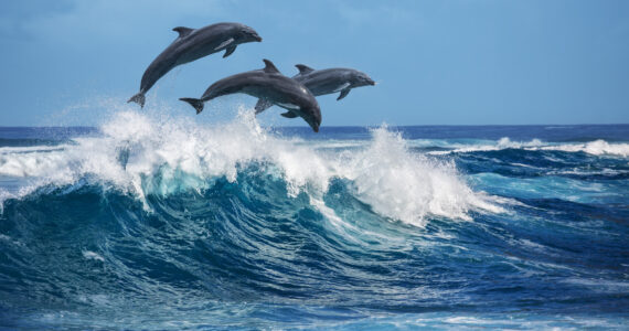 a pod of dolphins swimming in the waves