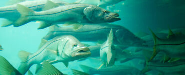 a school of snooking swimming underwater