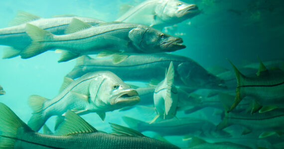 a school of snooking swimming underwater