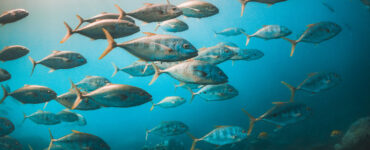 a school of fish underwater