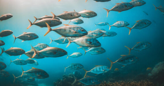 a school of fish underwater