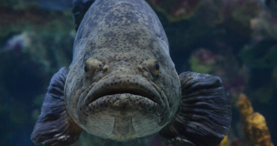 a close up of a grouper and its face