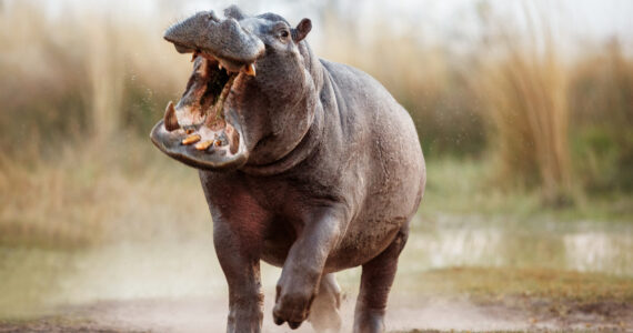 a charging hippo