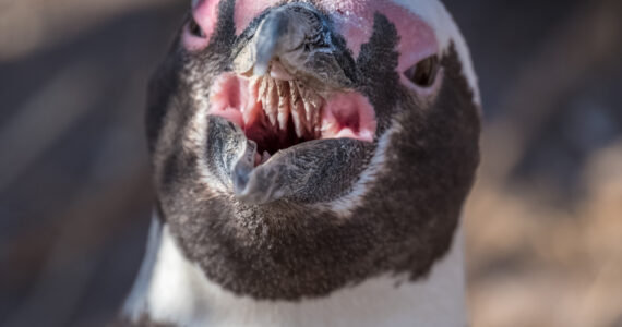 a penguin with its mouth open