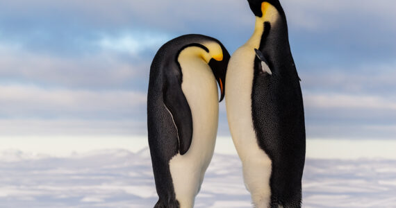 a couple of penguins standing in the snow