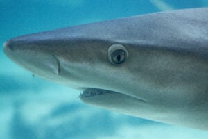 Are Sharks Colorblind?