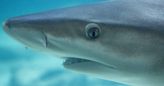 a close up of a shark's face and eyes