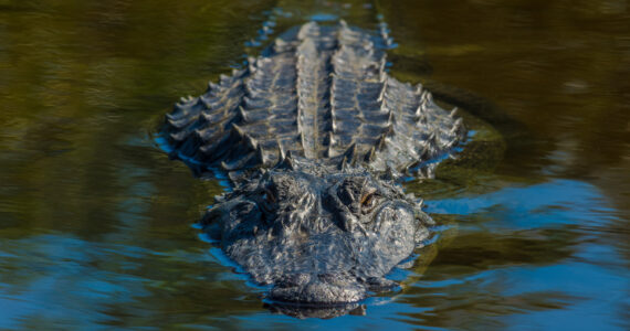 an alligator with half of its body concealed beaneath the water