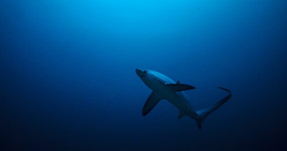 a thresher shark swimming in the ocean