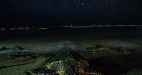 a sea turtle on the beach at night