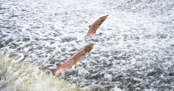 atlantic salmon leaping upstream