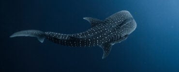 a baby whale shark viewed from above