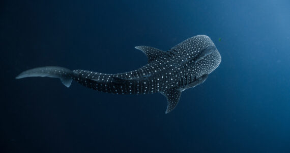 a baby whale shark viewed from above
