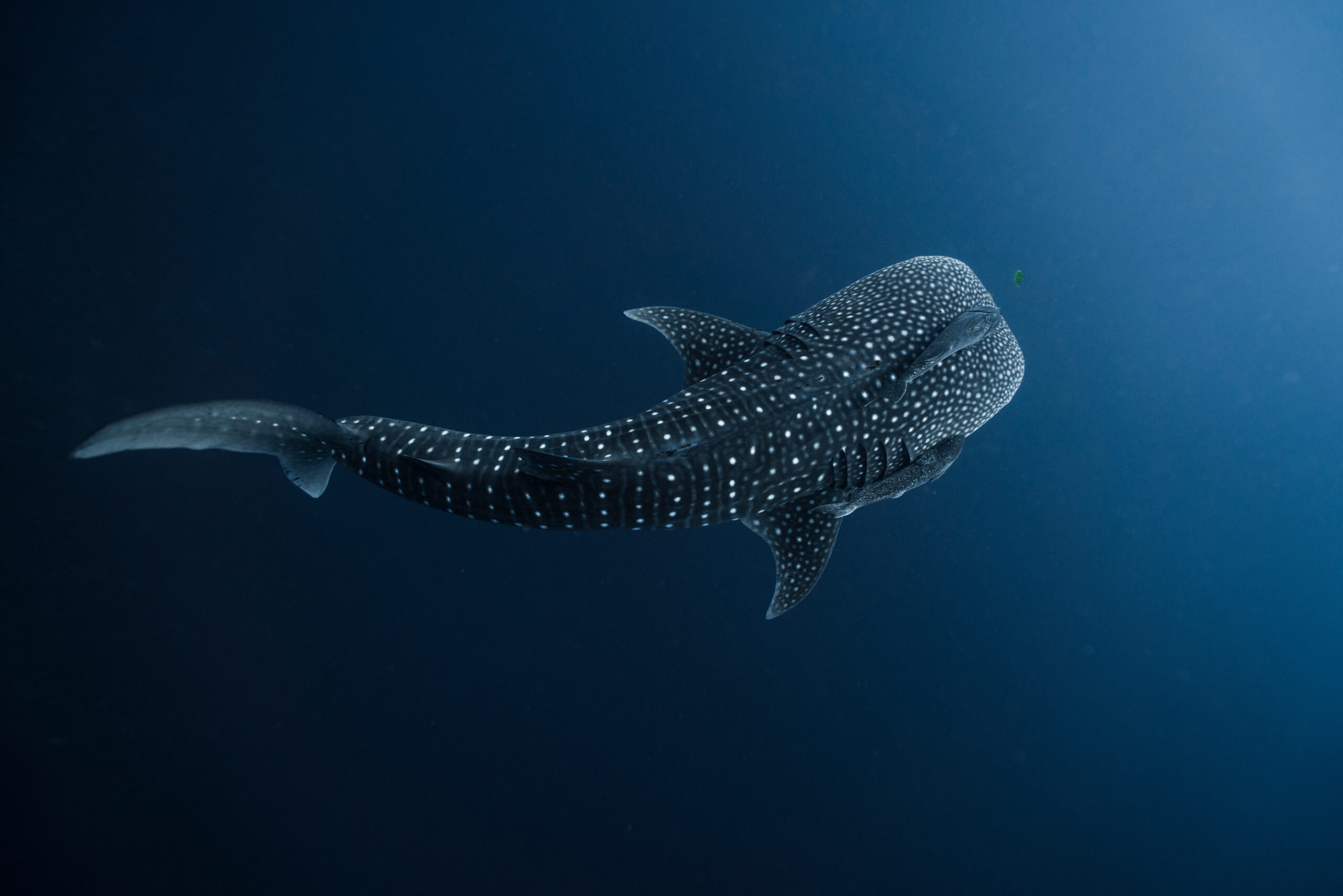 Whale Shark Baby Whale Shark Baby