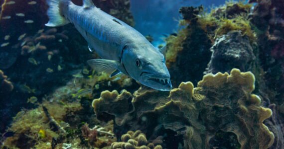 a barracuda over a coral reef showing its teeth