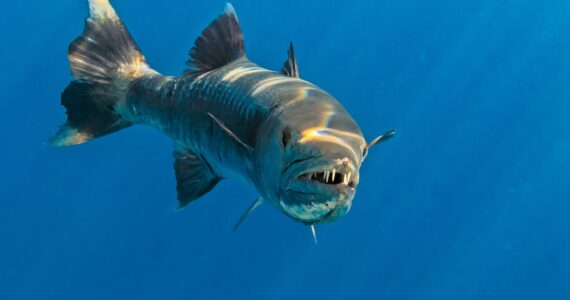 a barracuda swimming in the ocean