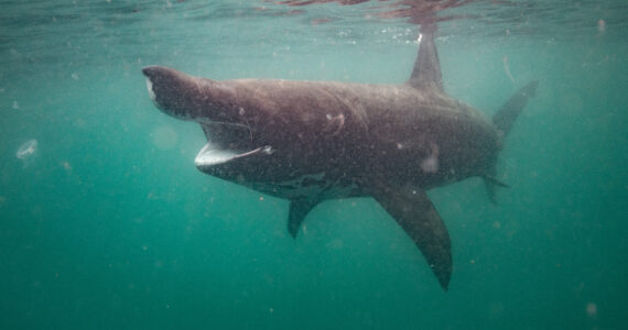 a basking shark swimming underwater