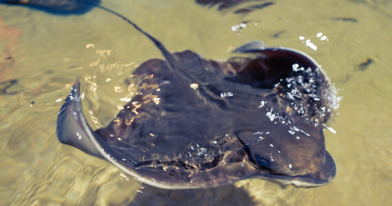 a bat ray swimming in the water