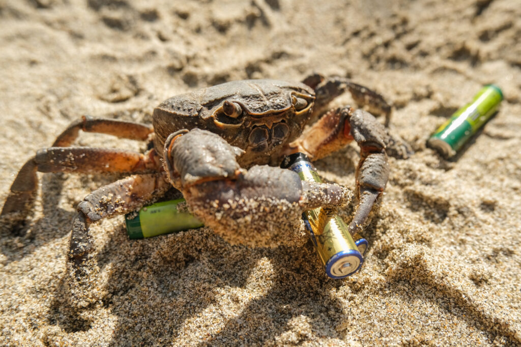 a crab holding a AA battery on the beach