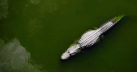 a massive alligator swimming in green water