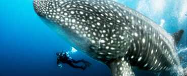 a massive whale shark swimming alongside a diver underwater