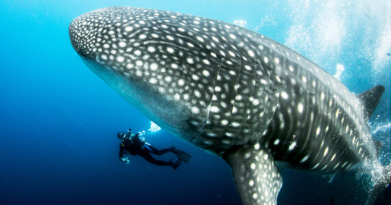 a massive whale shark swimming alongside a diver underwater