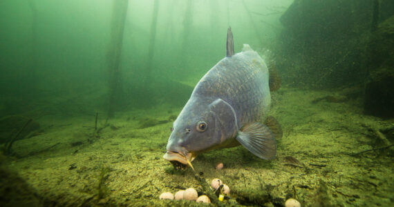 a carp feeding on the bottom of a river