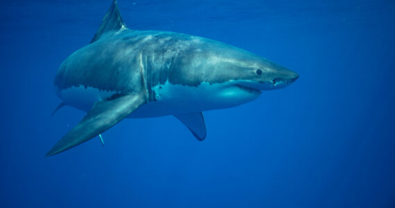 a great white shark in the ocean
