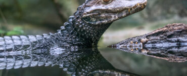 a caiman in the water