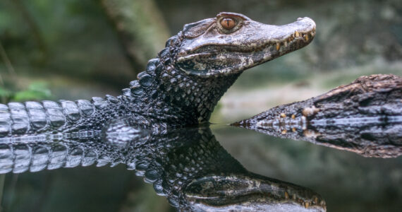 a caiman in the water