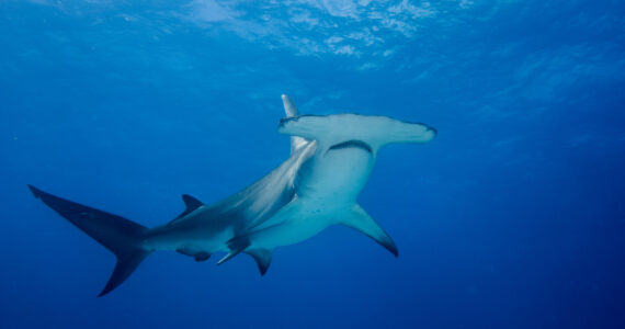 a hammerhead shark swimming underwater