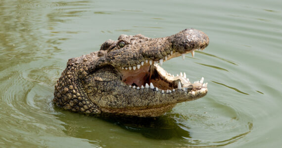 a nile crocodile in the water