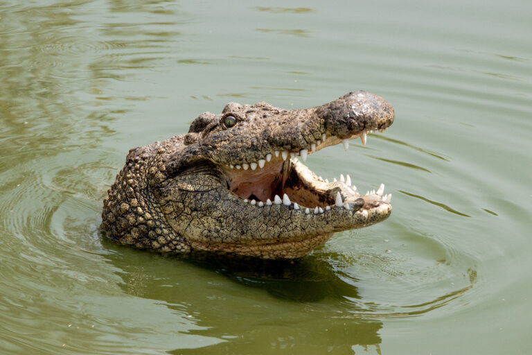 Can You Eat Crocodile?