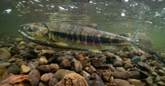 a chum salmon underwater