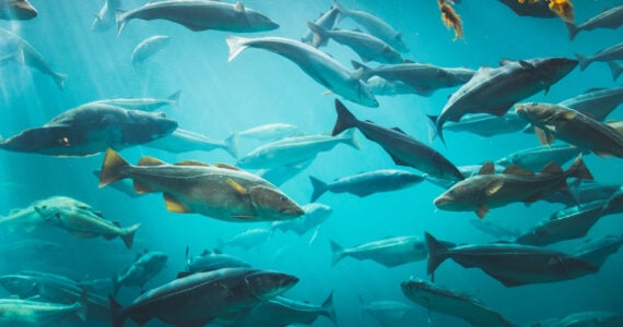 a school of cod in the ocean