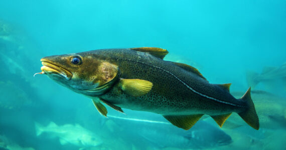 a cod swimming in the ocean