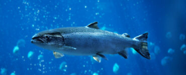 an atlantic salmon swimming underwater
